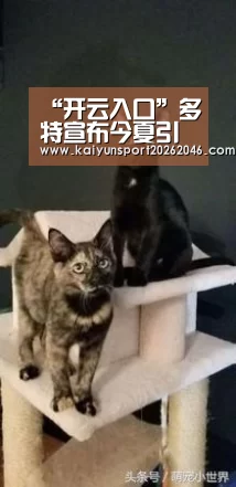 “开云入口”多特宣布今夏引援结束 耗资1.2亿欧疯狂补血8人(图1) 开云登录